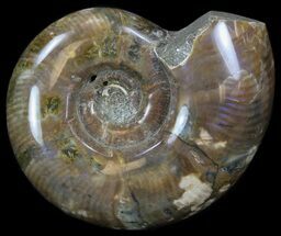 Polished Ammonite (Anapuzosia) - Madagascar #34225