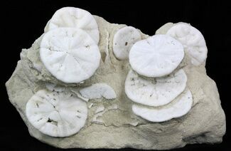Fossil Sand Dollar (Astrodapsis) Cluster - California #34356