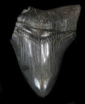 Partial, Serrated Megalodon Tooth #34363