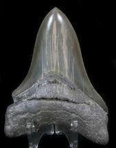 Pretty, Serrated Lower Megalodon Tooth - Georgia #34368