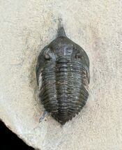 Nice Pseudocryphaeus (Cryphina) Trilobite #3966