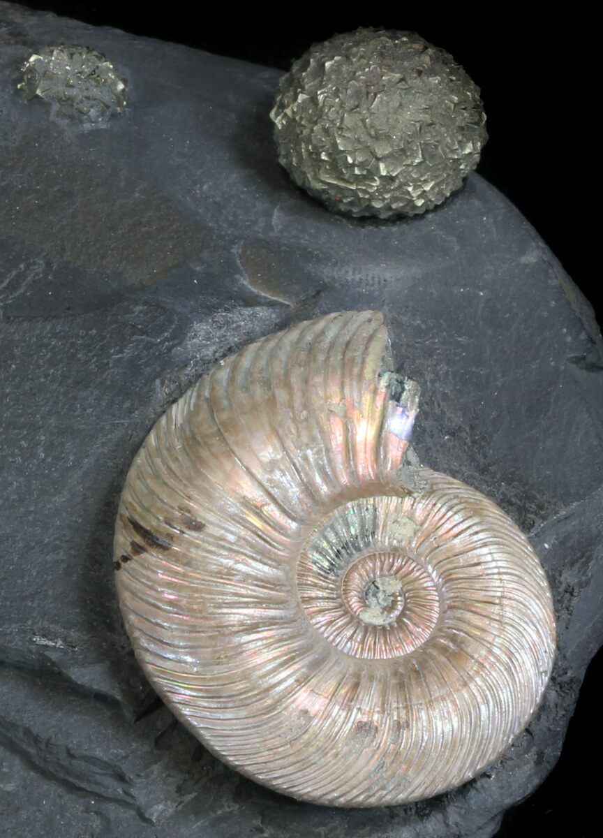 ammonite fossil for sale