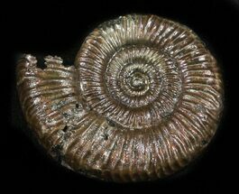 Binatishinctes Ammonite Fossil - Russia #34586