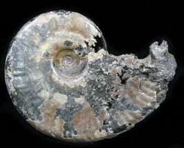 Sublunduloceras Ammonite Fossil - Russia #34597
