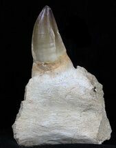Mosasaur Jaw Section With Large Tooth #35028