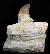 Mosasaur Jaw Section With Tooth #35030