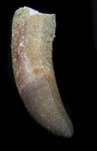 Reptile & Synapsids Fossils For Sale - FossilEra.com