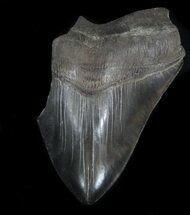 Partial, Megalodon Tooth - Serrated #34995