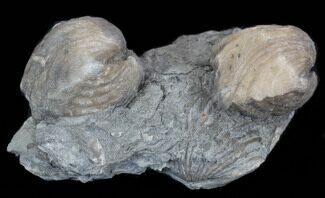 Platystrophia Brachiopod Fossils From Kentucky #35128