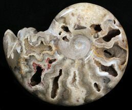 Crystal Filled Ammonite - Khenifra, Morocco #35287