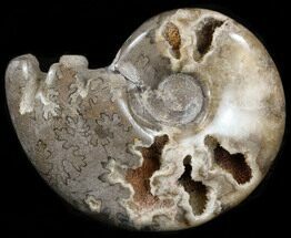 Polished Shloenbacchia Ammonite #35291