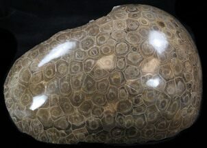 Thick Polished Fossil Coral Head - Morocco #35343