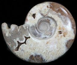Polished Ammonite With Crystal Lined Chambers #35304