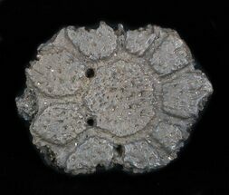 Excellent Glyptodon Bony Armor Scute - Florida #35400