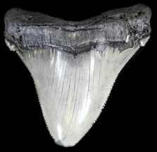 Large, Angustidens Tooth - Megalodon Ancestor #35413