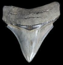 Sharp, Megalodon Tooth - South Carolina #35433