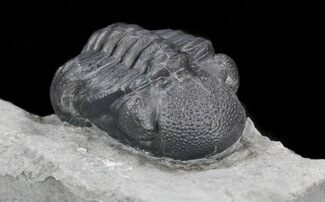 Detailed Eldredgeops Trilobite In Matrix - New York #35159