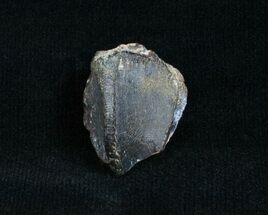 Unworn Triceratops Tooth - #4004