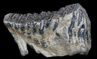 Rare Fossil Palaeoloxodon Molar #35932