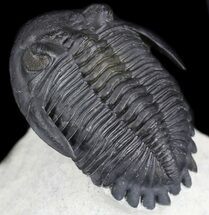 Excellent, Hollardops Trilobite - Great Eyes #36016