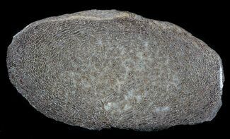 Polished, Agatized Dinosaur Bone Section - #36079