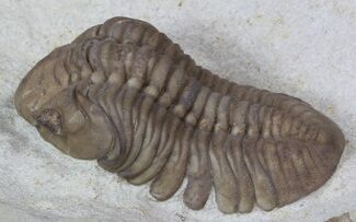 Lochovella (Reedops) Trilobite - Oklahoma #36143