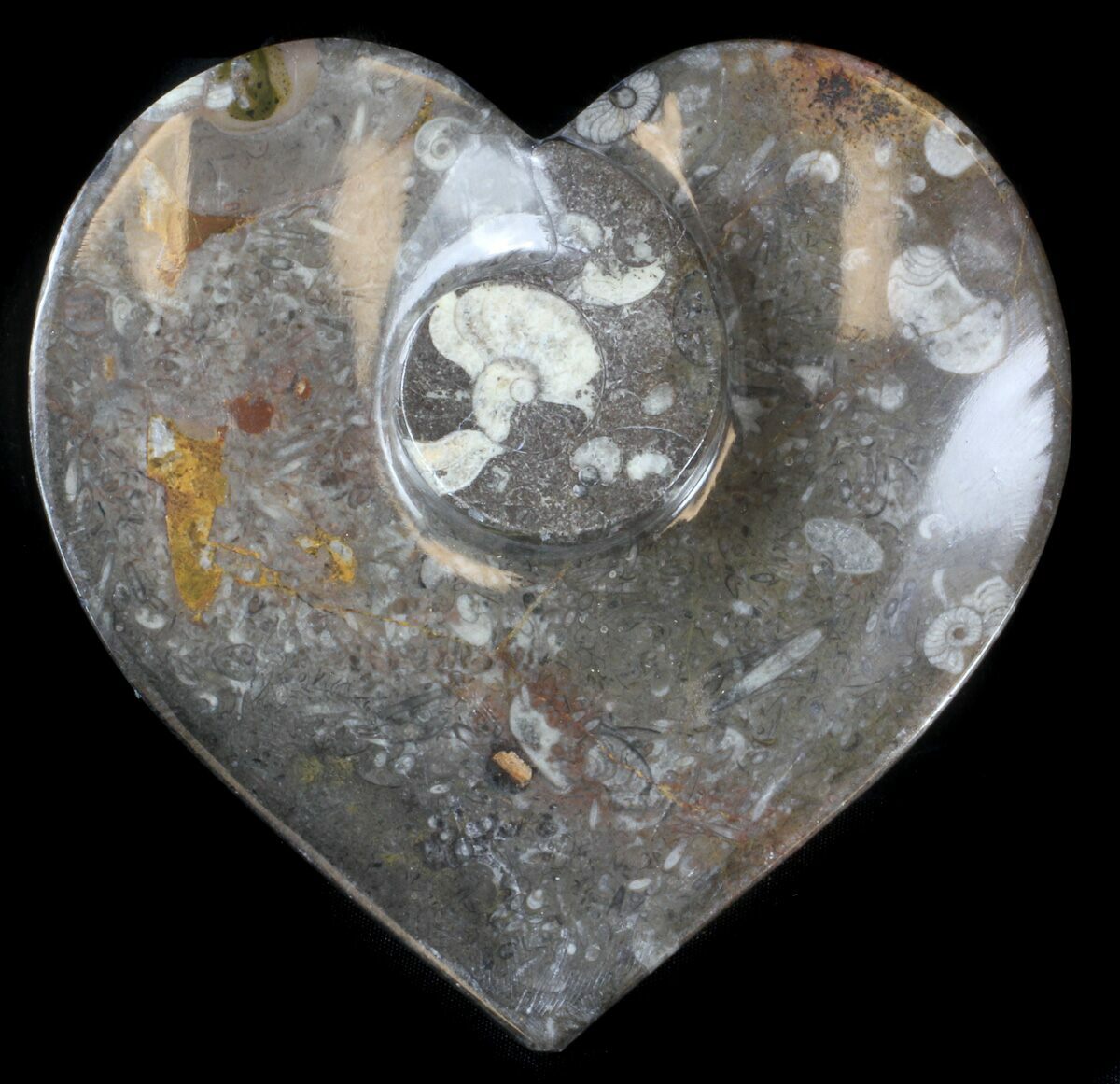 6" Heart Shaped Fossil Goniatite Dish For Sale (36294)