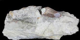 Serrated, Allosaurus Tooth With Sandstone Impression #36385