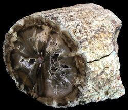 Triassic Woodworthia Petrified Log - lbs #36561