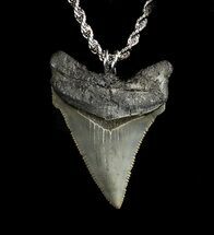 Fossil Angustiden Tooth Necklace - Megalodon Ancestor #36581