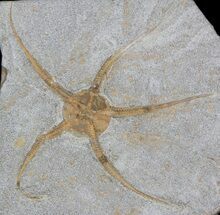 Large, Wide Ophiura Brittle Star Fossil #37035