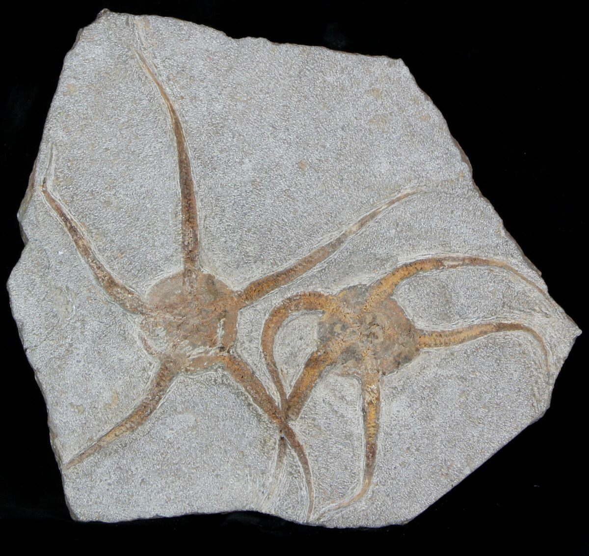 Ophiura Fossil Brittle Star Ordovician age Morocco fossils Ref:WS27.BST 