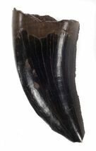 Dark, Tyrannosaur (Nanotyrannus) Tooth - Montana #37188