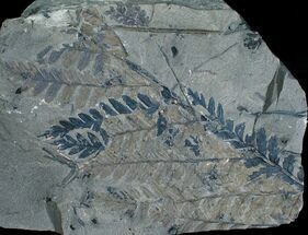 Very Rare Mariopteris Daviesi Leaf Fossils #4069