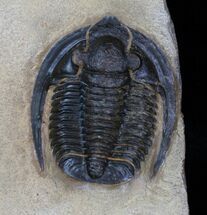 Moroccan Cornuproetus Trilobite - / Inches #4083