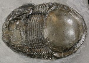 Illaenoides Trilobite From Rochester Shale - Very Rare Species #14153