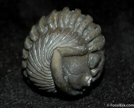 Large Enrolled Flexicalymene Trilobite From Indiana #500