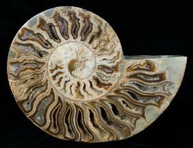 Huge Inch Choffaticeras Ammonite - Rare! #4126