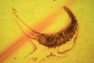 Fossil Bristletail (Machilidae) In Baltic Amber #38886