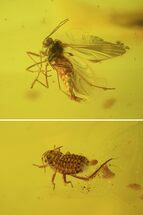 Fossil Fungas Gnat & Aphid In Baltic Amber #38897