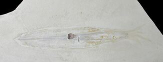 Fossil Squid (Plesiotheuthis) With Tentacles - Solnhofen #38930