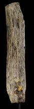 Cretaceous Petrified Wood Section On Stand - Texas #38924