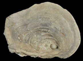 Fossil Oyster With Fossil Pearl - Smoky Hill Chalk, Kansas #38960