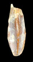 Bevnosovia (Basal Hadrosauroid) Tooth - Uzbekistan #38977