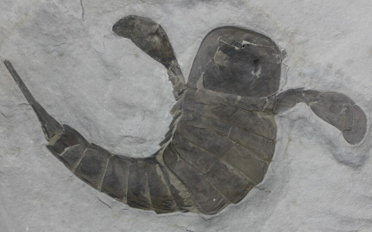 Eurypterus (Sea Scorpion) Fossil - New York #39060