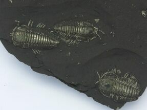 Pyritized Triarthrus Trilobites With Appendages - New York #39085