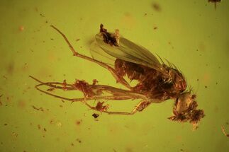 Fossil Fly (Diptera) In Baltic Amber - Unique Specimen #39109