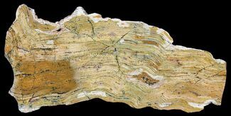 Strelley Pool Stromatolite - Billion Years Old #39191