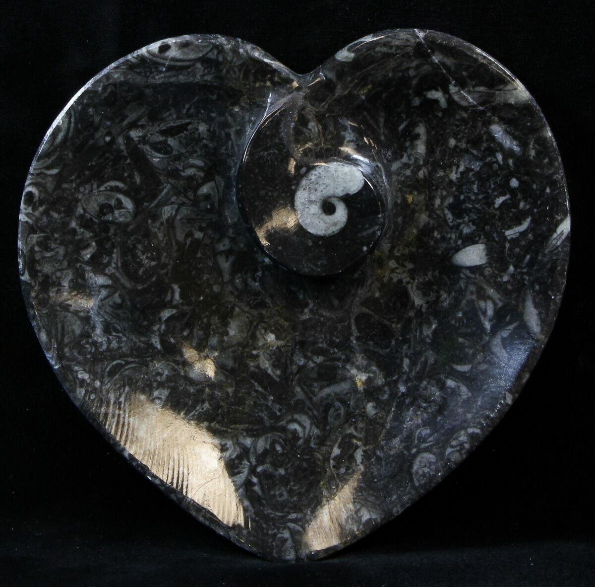 4.5" Heart Shaped Fossil Goniatite Dish For Sale (39327)