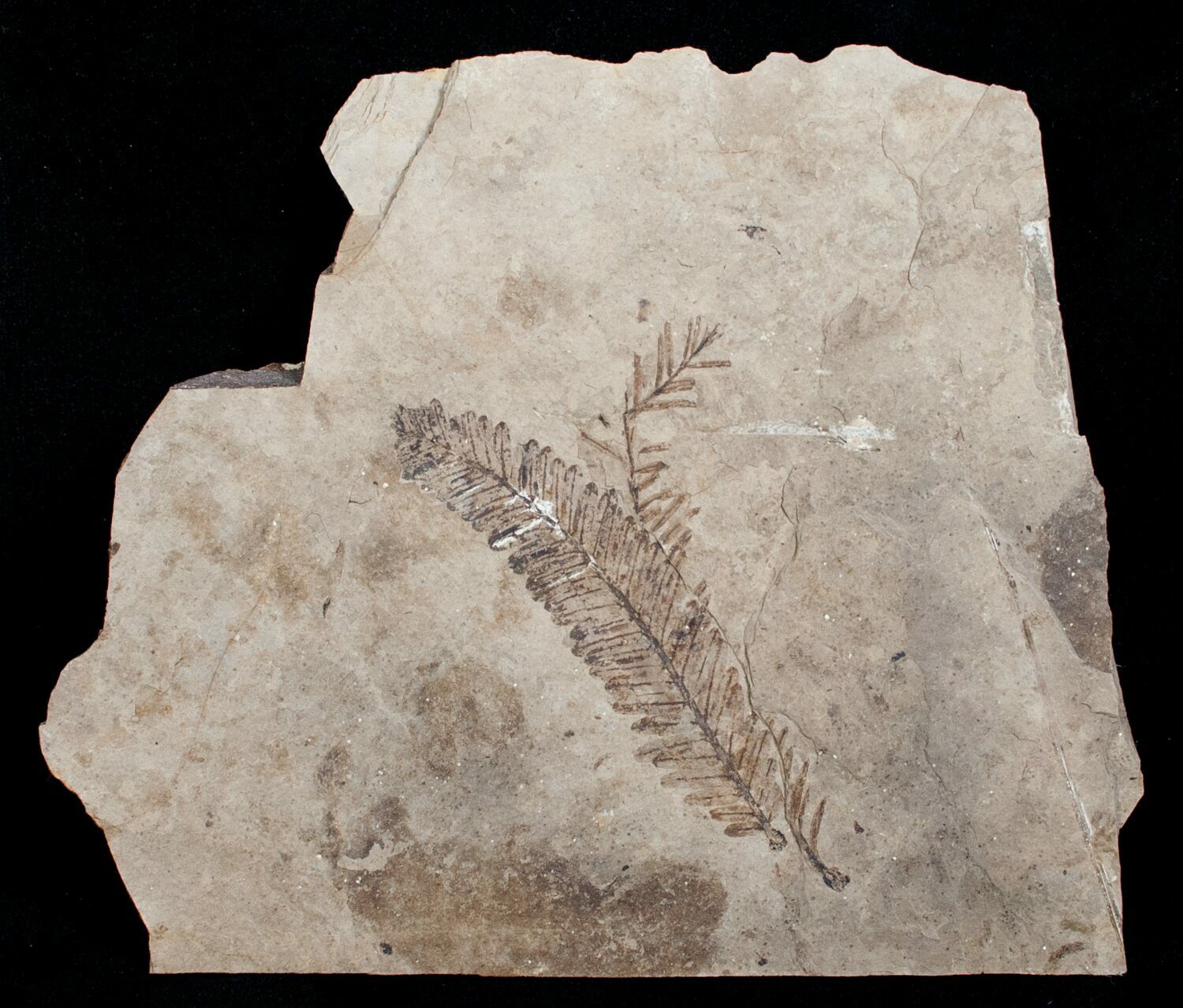 metasequoia fossils